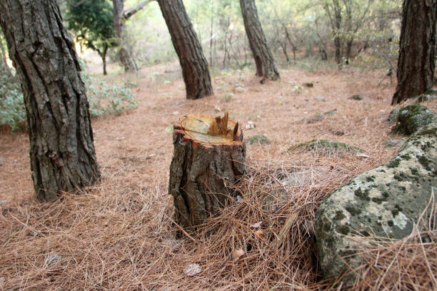 Best Hazardous Tree Removal  in Hayward, WI