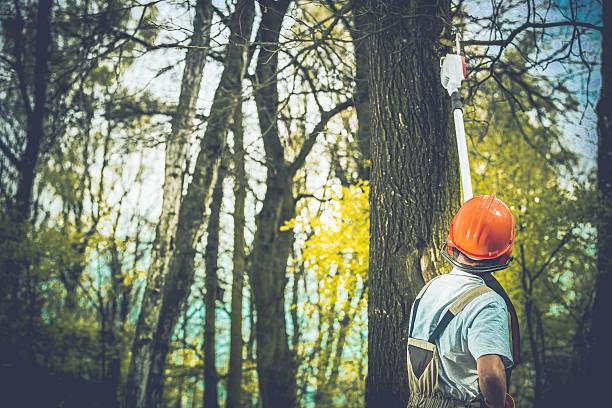 How Our Tree Care Process Works  in  Hayward, WI