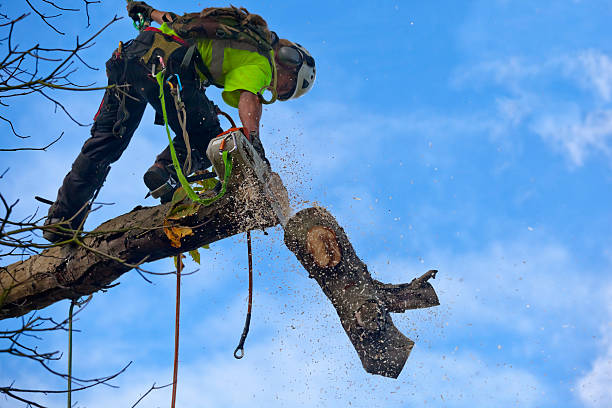 Hayward, WI Tree Services Company